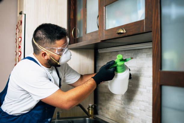 Best Termite Control Services  in Chisago City, MN