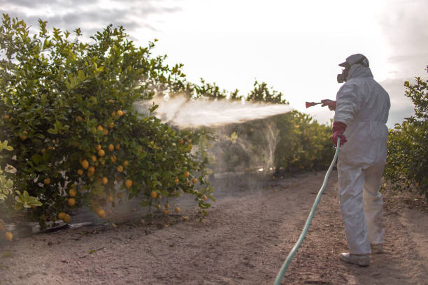 Best Flea Control Services  in Chisago City, MN