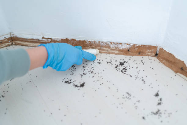 Best Wasp Removal Services  in Chisago City, MN